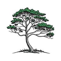 Realistic Brazilian Pine Tree Bold Outline for Unique Art vector
