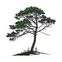 Brazilian Pine Tree Outline for Unique Illustrations vector