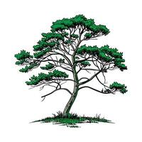 Stylish Brazilian Pine Tree Bold Outline Art vector