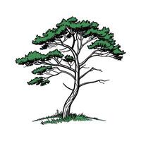 Charming Brazilian Pine Tree Outline for Design vector