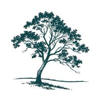 Stylish Butternut Hickory Tree Bold Outline Art vector