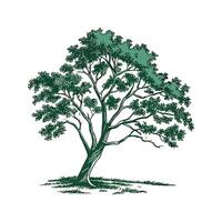 Charming Chinese Pistache Tree Outline for Design vector