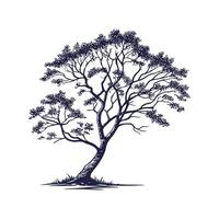 Realistic Chinese Pistache Tree Bold Outline for Unique Art vector