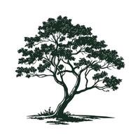 Stylish Chinese Pistache Tree Bold Outline Art vector