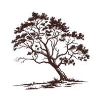 Charming Chinese Sandalwood Tree Outline for Design vector