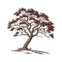 Realistic Corkwood Tree Bold Outline for Unique Art vector