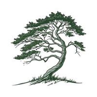 Realistic Eastern Hemlock Tree Bold Outline for Art vector
