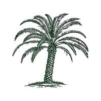Stylish Dwarf Date Palm Tree Bold Outline Art vector