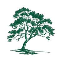 Charming Eastern Cottonwood Tree Outline for Design vector