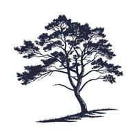 Realistic Eastern White Cedar Tree Bold Outline for Unique Art vector