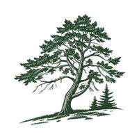 Charming Eastern Hemlock Tree Outline for Design vector