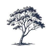 Charming False Ashoka Tree Outline for Design vector