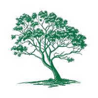 False Ashoka Tree Outline for Unique Illustrations vector
