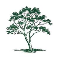 Florida Mahogany Tree Outline for Unique Illustrations vector