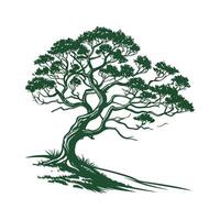 Charming Himalayan Yew Tree Outline for Art vector
