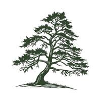 Stylish Himalayan Yew Tree Bold Outline Design vector