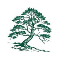Himalayan Yew Tree Outline for Unique Illustrations vector