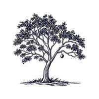 Charming Indian Bael Tree Outline for Design vector