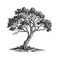 Charming Indian Cork Tree Outline for Design vector