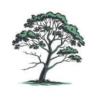 Realistic Indian Mahogany Tree Bold Outline for Art vector
