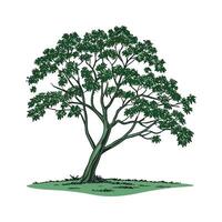 Charming Indian Sal Tree Outline for Design vector