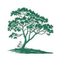 Realistic Indian Sissoo Tree Bold Outline for Unique Art vector