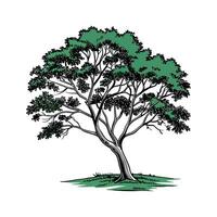 Indian Sal Tree Outline for Unique Illustrations vector