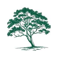 Indian Sissoo Tree Outline for Unique Illustrations vector