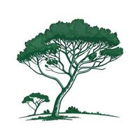 Realistic Italian Stone Pine Tree Bold Outline for Unique Art vector
