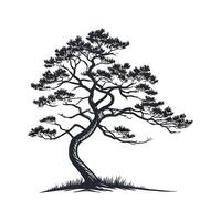 Japanese White Pine Tree Outline for Unique Illustrations vector