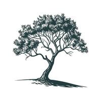 Charming Madagascar Olive Tree Outline for Design vector
