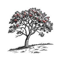 Mountain Ash Tree Outline for Unique Illustrations vector