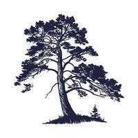 Pacific Coast Redwood Tree Outline for Unique Illustrations vector