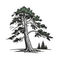 Charming Pacific Coast Redwood Tree Outline for Design vector
