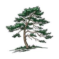Realistic Pine Tree Bold Outline for Unique Art vector