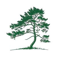 Stylish Pine Tree Bold Outline Art vector