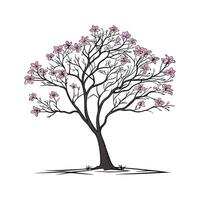Charming Pink Trumpet Tree Outline for Design vector