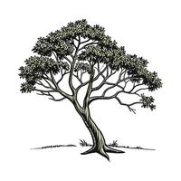 Realistic Pond Apple Tree Bold Outline for Unique Art vector