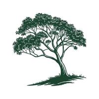 Charming Pond Apple Tree Outline for Design vector