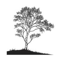 Charming Silver Birch Tree Outline for Design vector