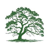 Charming Southern Live Oak Tree Outline for Design vector