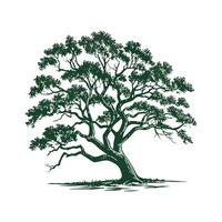 Southern Live Oak Tree Outline for Unique Illustrations vector
