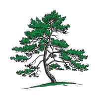 Sugar Pine Tree Bold Outline Illustration vector