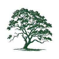 Stylish Southern Live Oak Tree Bold Outline Art vector