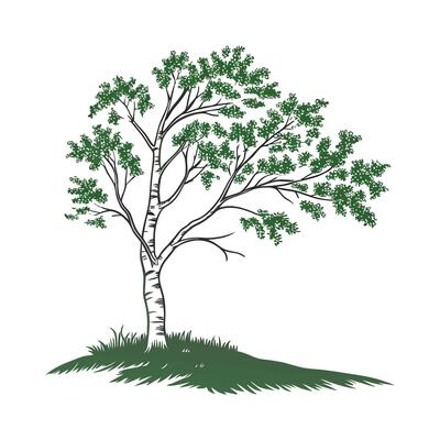 Bold Outline Sweet Birch Tree Design