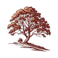 Bold Outline Swamp Chestnut Oak Tree vector