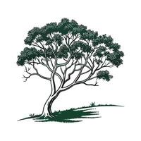 Bold Outline Tasmanian Myrtle Tree Design vector