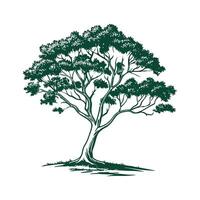 Tasmanian Myrtle Tree Outline Design vector