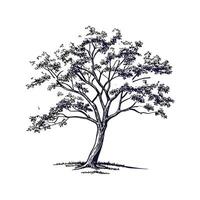 Tennessee Yellowwood Tree Bold Outline vector