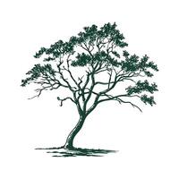 Texas Mesquite Tree Bold Outline Design vector